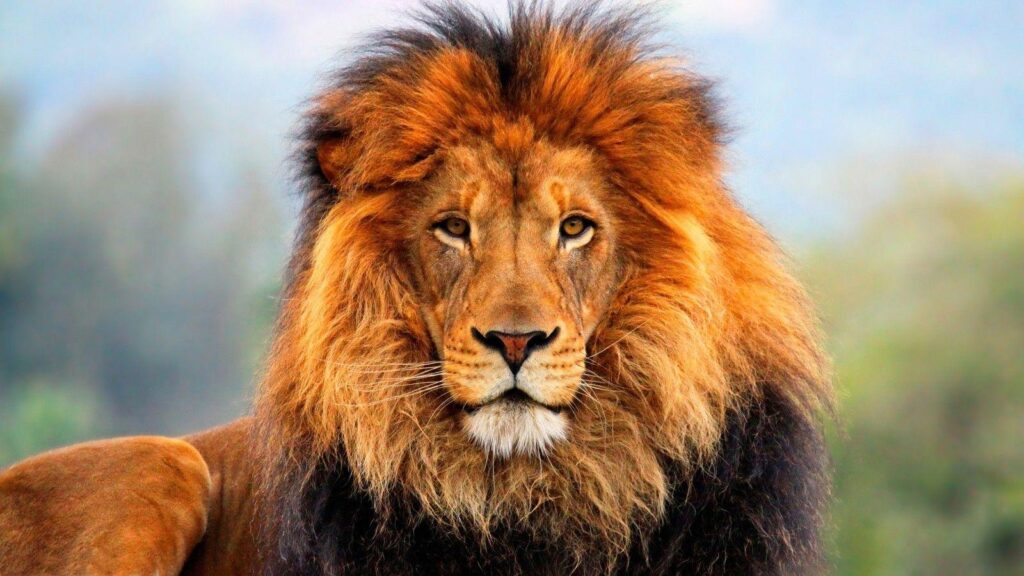 lion