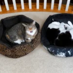 Cattery in East London